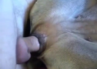 With determination and fingers, he fucks dogs