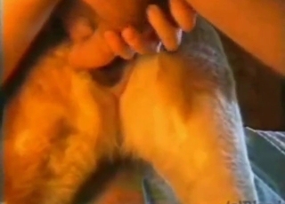 Bestiality porn showing Saint Bernard taking dick