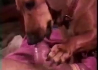 Insane blowjob from a cute dog that works it