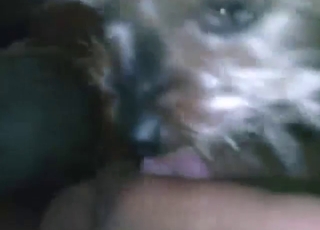 Small dog hides in his crotch, licks his dick