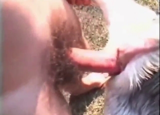 Bestiality sex with a goat that gets fucked