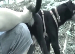 Dude fingering his black dog's tasty opening