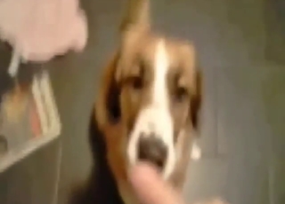 Zoo porn movie with a dog that sucks hard dick
