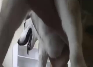 Husky is going to get fucked by a hot dude