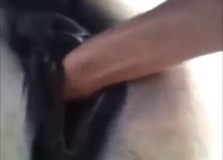 Fisting and gape for a juicy mare cunt UP CLOSE
