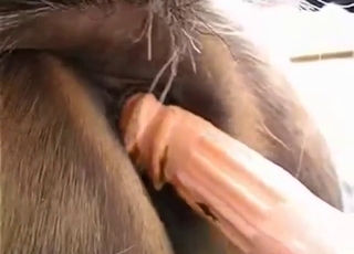 Zoophile porn compilation with mare pussy play