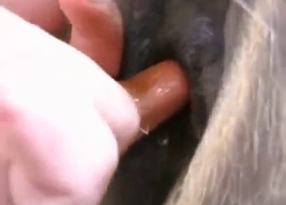 Zoophile porn compilation with mare pussy play