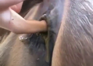 Zoophile porn compilation with mare pussy play