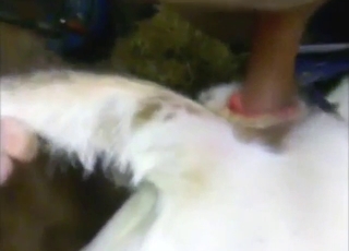 Cow is going to get fucked by a horny dude here