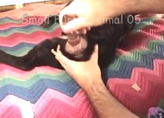 Dildo play with a sexy black animal on a bed
