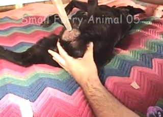 Dildo play with a sexy black animal on a bed