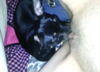 Close-up oral licking with a black dog doing it