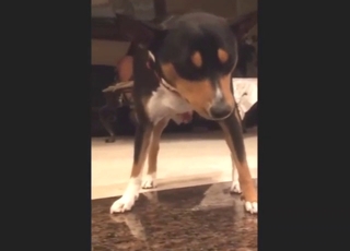 Dude knows that this dog needs his tender handjob