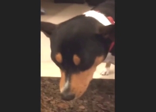 Dude knows that this dog needs his tender handjob