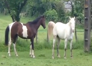 Two horses enjoying hard sex with each other