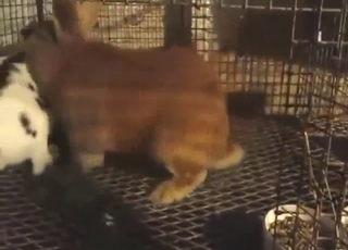 Rabbit fuck with two beasts that get crazy