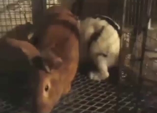 Rabbit fuck with two beasts that get crazy