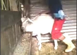 Doggystyle fuck with a sexy white goat taking it