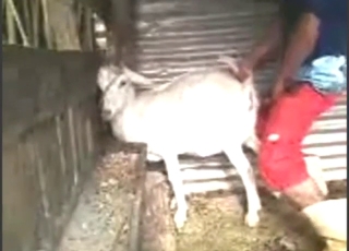 Doggystyle fuck with a sexy white goat taking it