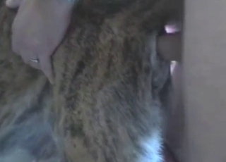 Dog-fucking dude dominates this beast's pussy