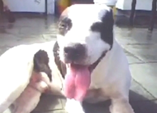 Pitbull auto-blowjob leads to vivid orgasms