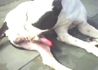 Pitbull auto-blowjob leads to vivid orgasms