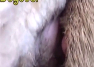 Dog-on-sheep bestiality sex tape with deep thrusts