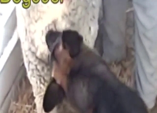 Dog-on-sheep bestiality sex tape with deep thrusts