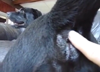 Eye-opening bestiality porn with a dog FINGERED