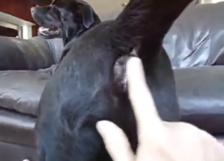 Eye-opening bestiality porn with a dog FINGERED