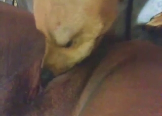 Beast eating hot pussy in a zoo XXX movie