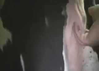 Squirting cow featured in hardcore zoo XXX