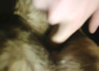 Close-up anal zoophile porn with a sexy doggo