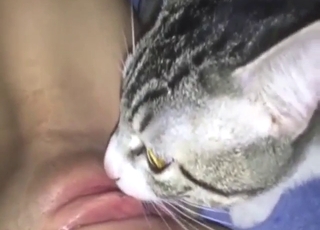 Aging zoophile lets this cat lick her kitty again