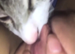 Aging zoophile lets this cat lick her kitty again