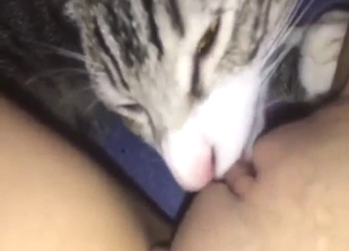 Aging zoophile lets this cat lick her kitty again