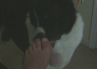 Crazy zoo porn showing a dog sucking on toes