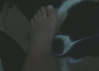 Crazy zoo porn showing a dog sucking on toes