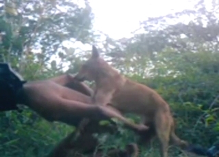 Outdoor bestiality porn with bunch of hard thrusts