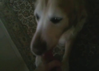 Oral zoo sex with a sexy-looking animal licking