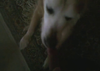 Oral zoo sex with a sexy-looking animal licking