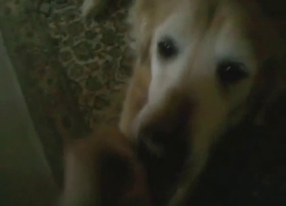 Oral zoo sex with a sexy-looking animal licking