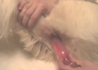 Dude trains his Retriever's tight asshole