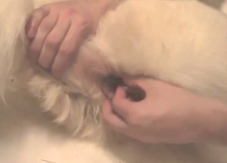 Dude trains his Retriever's tight asshole