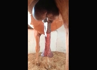 Perfect horse has extremely massive dick