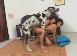 Dalmatian and two Thai chicks having 3some
