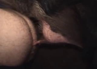 Nice and nasty amateur farm bestiality XXX
