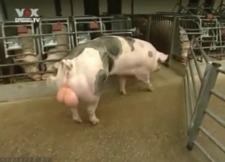 Amazing pig in passionate bestiality XXX