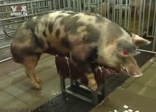 Amazing pig in passionate bestiality XXX