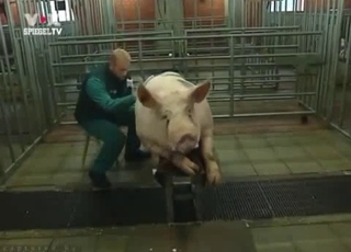 Amazing pig in passionate bestiality XXX